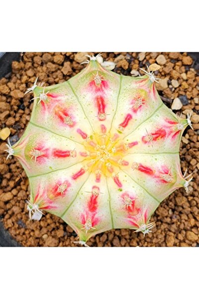 TULIN Gymnocalycium M. Variegata “neon” 50 Adet Özel Tür Kaktüs Tohumu