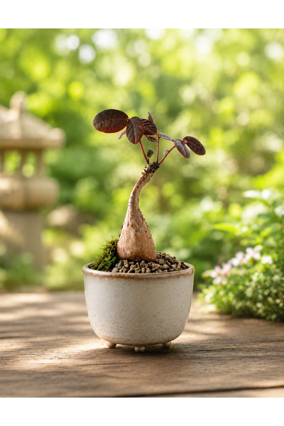 TULIN Phyllanthus Mirabilis - (S) Boy