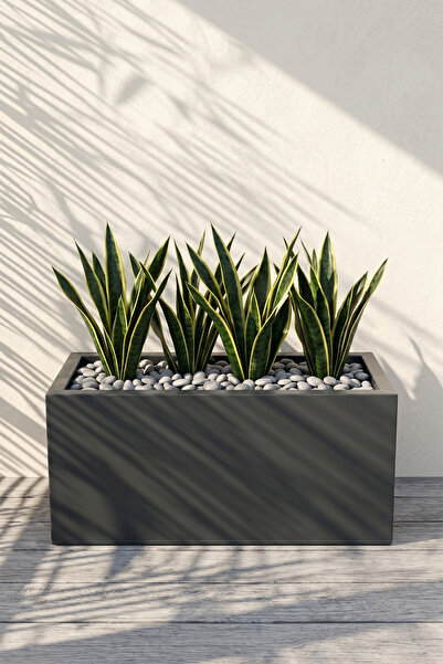 Desen Dekorasyon Zenith 50x20x20 cm Yatay Dikdörtgen Antrasit Saksılık - İç &...