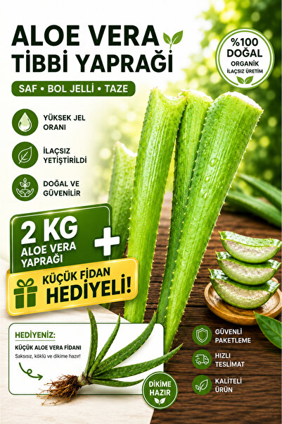 Aloe Vera Tıbbi Yaprağı saf bol Jelli 2 Kg Organik İlaçsız küçük fidan hediyeli