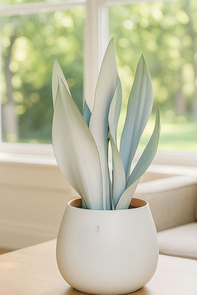 sansevieria Planta naturala Moonshine