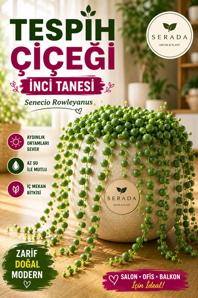 serada decor & plant Tespih Çiçeği İnci Tanesi Askılı Büyük Saksı Senecio Row...