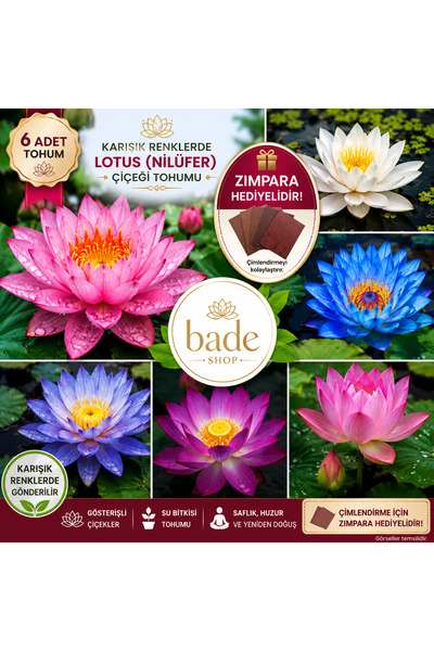 Bade Shop 6 Adet Karışık Renklerde Lotus (Nilüfer) Çiçeği Tohumu -Çimlendirme...
