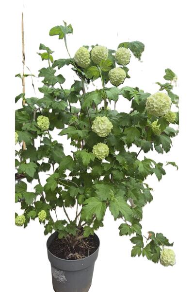 OEM Viburnum opulus - Calin