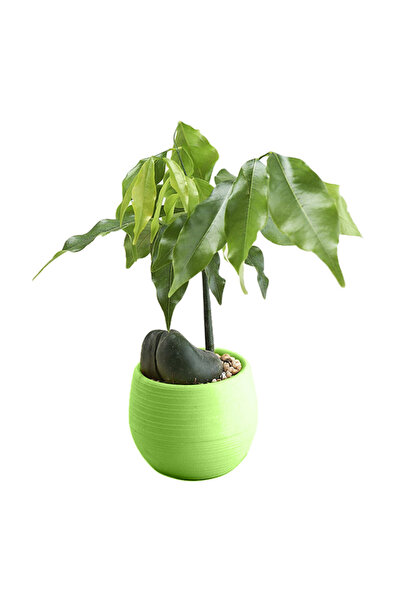 Choice3 Green Creative Eco-Friendly Colourful Mini Round Plastic Plant Flower...