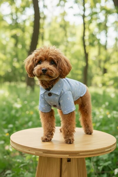 PATİLİNKA Cat - Dog 100% Cotton Poplin Summer Shirt - Undershirt - Dress - Ou...