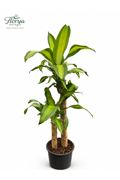 Florya Botanik Dracaena Fragrans ‘Massangeana’ 2 Gövdeli | 90–100 cm | Tropik...