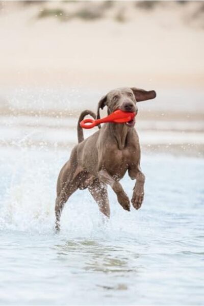 Yıldızan Dog Toy, Floating, Float, Tpr, Red, 28X13X8Cm 1089604