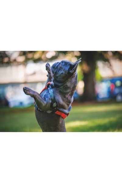 Yıldızan zkra shop M-Pets Jungle Harness XS (2 paketi) 1053162
