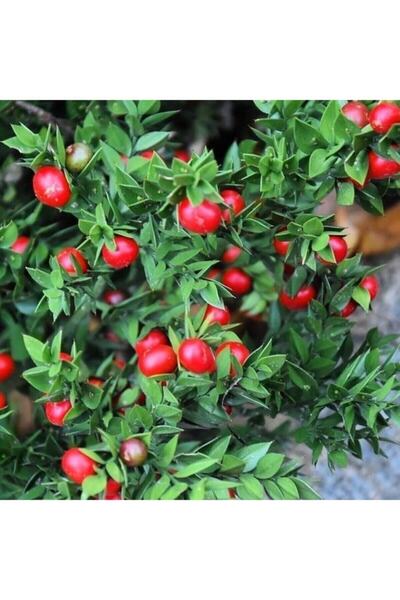 AnkaBahçe Tüplü Ruscus Aculeatus Kokina Tavşan Memesi Fidanı