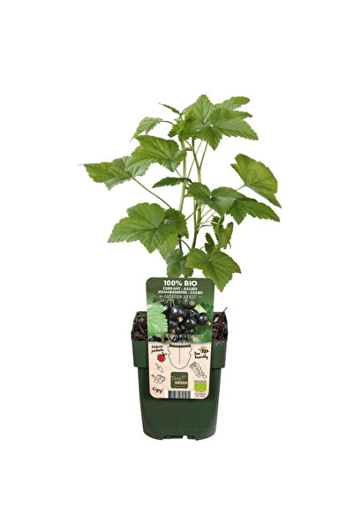 Serafina Blackcurrants, H 30 cm