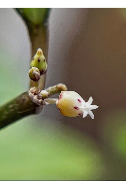 SİMAN BOTANİK Dischidia Singularis