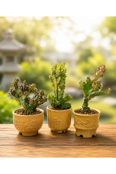 ATLANTE CACTUS Euphorbia lactea ‘Monstrose’ – Heykelsi Formuyla Eşsiz Bir Kol...