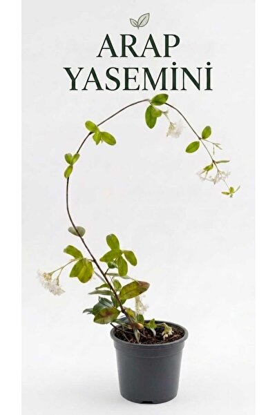 pati nefes Arap Yasemini, Çiçekli Canlı Sarmaşık Bitkisi, Saksılı Kokulu 1 Metre