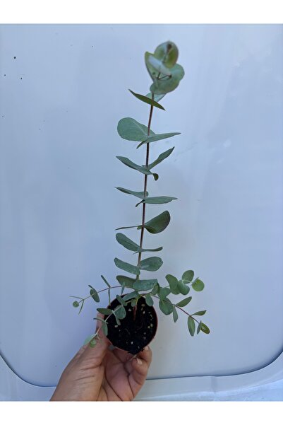 nazlı çiçekçilik Okaliptüs Eucalyptus Bitkisi 5’5’luk Saksıda