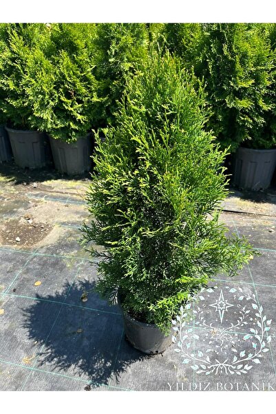 YILDIZ BOTANİK Smaragd Mazı Fidanı Çit Bitkisi Thuja Occidentalis Çam Ağacı 6...