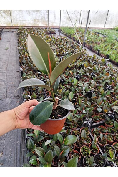Yades Canlı Kauçuk Çiçeği Salon Bitkisi Ev Ofis Bitkisi Saksılı Ficus 35 cm