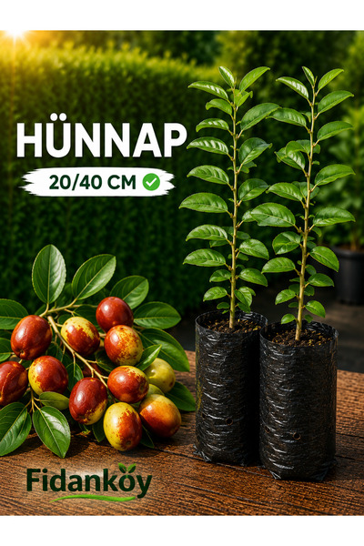 FİDANKÖY Hünnap Fidanı (Ziziphus jujuba) tüplü / saksılı