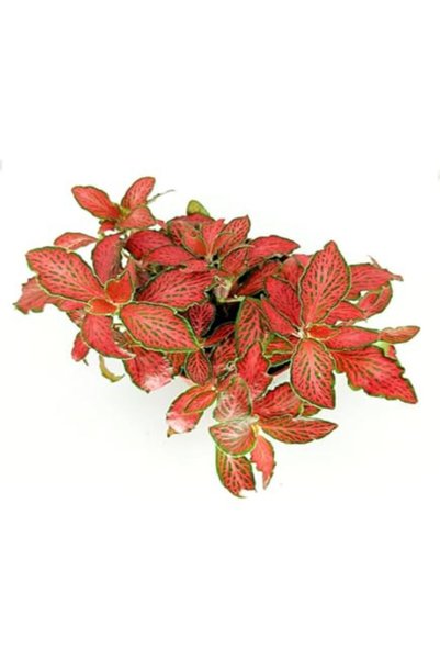 Serafina Fittonia Roșie, H 15 cm