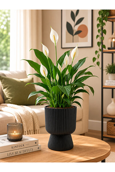 KıtayGroup Lotus Vazo Ayaklı Dekoratif İç Ve Dış Mekan Saksı 5 LT