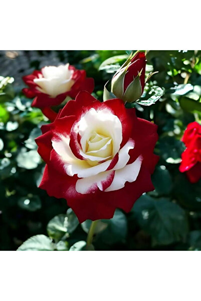 123 100 Seeds Autumn/Winter Season Flower Seeds, Fragrance Room Aroma Pot Typ...