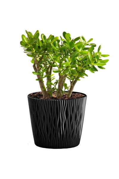 EDANTI Ghiveci de plante pentru casă, rotund, cu substrat nisipos, 15.8 cm + ...