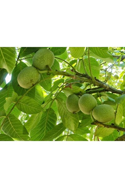 Green Health ΒΟΤΑΝΟ ΚΑΡΥΔΟΦΥΛΛΑ 1ΤΕΜ 100gr