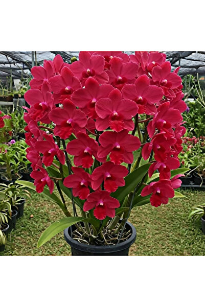 123 Seeds, 115 Seeds: Long-Lasting, Vibrant Perennial Flower Suitable for Ind...