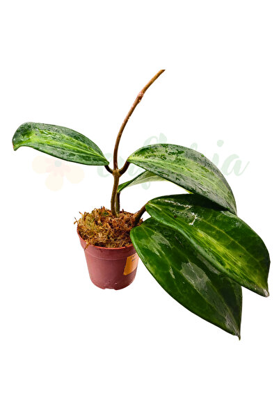 Eufloria Hoya latifolia 'Wasabi' D8cm
