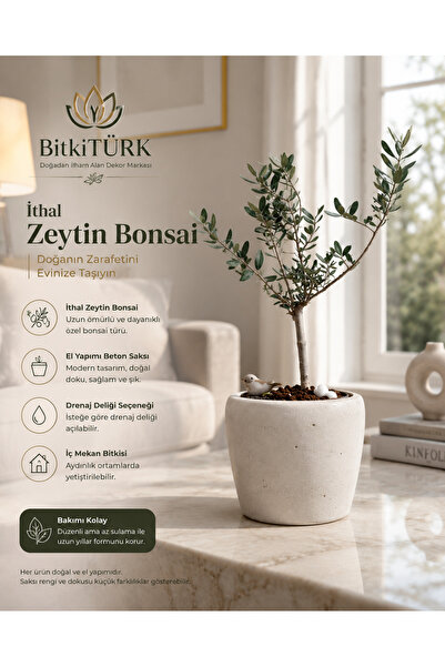 BitkiTÜRK İthal Zeytin Bonsai Beton Saksıda Dekoratif Salon Ofis Balkon Bitki...