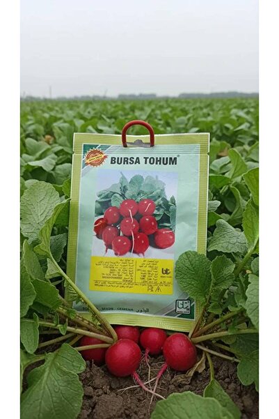 OEMS Red radish: The emergence of a phenomenon and a bountiful harvest