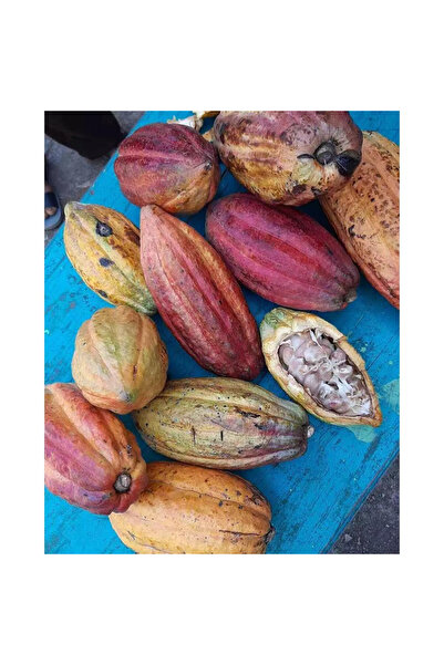 123 200 Chocolate Cocoa Seeds Contain Yellow and Red Seeds Live Clearance Sal...