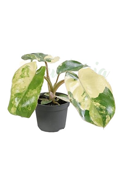 Eufloria Philodendron burle-marxii 'Variegata' Ø6cm
