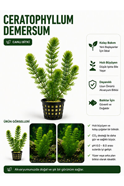 NO BRAND Ceratophyllum Demersum Tilki Kuyruğu Canlı Bitki