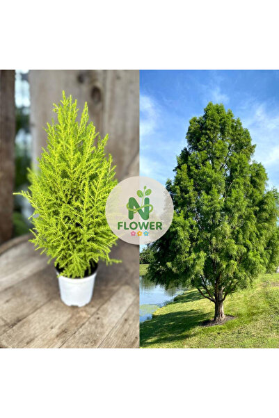 123 100Pcs Cyprus Seeds for Planting Exotic Evergreen Tree Seeds to Grow Larg...