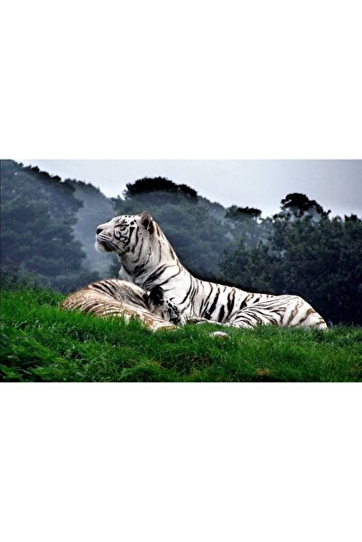 Persona Tablou canvas 100 x 70 cm, Animale model 489