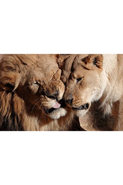 Persona Tablou canvas 100 x 70 cm, Animale model 553