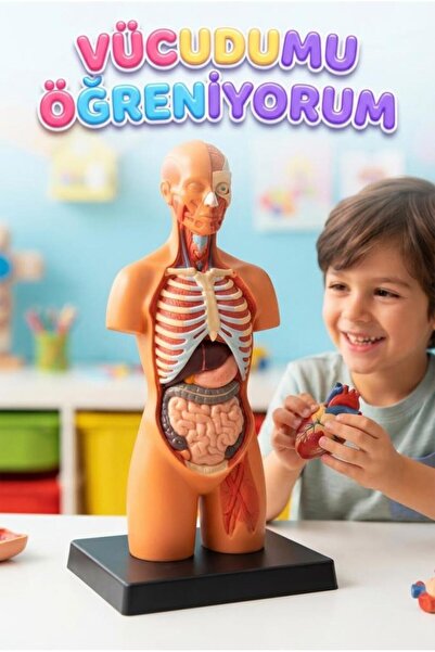 Tıfıl Toys Minyatür İnsan Gövdesi 7 Parça Takılabilir Organ Anatomisi Vücut T...