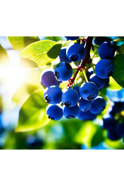 123 Honeyberry Seeds, Suitable for Planting Blue Honeyberries, Sweet Honeyber...