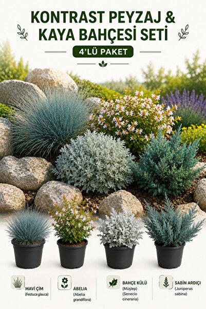 Rosemary Garden 4lü Kaya Bahçesi ve Peyzaj Seti Mavi Çim Abelia Sabin Ardıcı ...