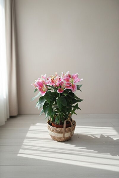 Genel Markalar Mine Garden Ankara: Pembe Lilyum