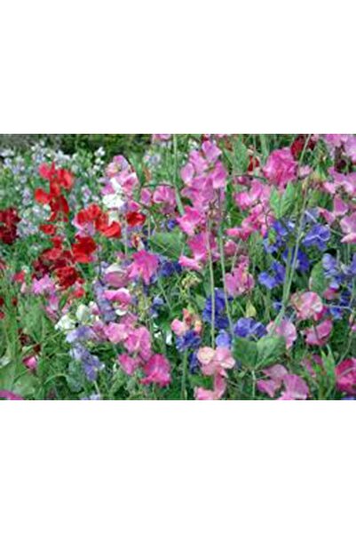 Bloom & Sow Seed بذور البازلاء الحلوة متعددة الألوان - نبات متسلق عطري للحدائ...