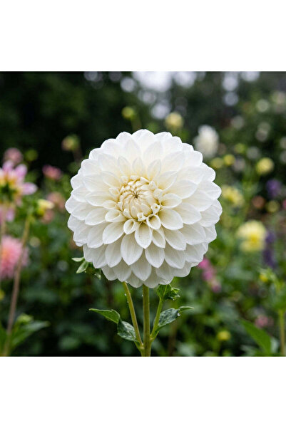 Bloom & Sow Seed بذور داليا بيضاء مزدوجة الزهر - صنف زهور مقطوفة متعددة الأزه...
