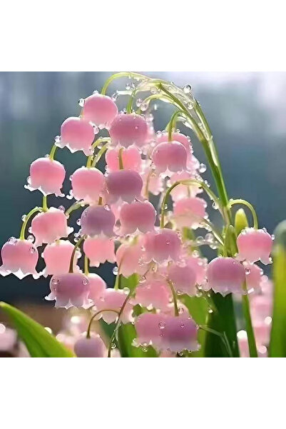 Bloom & Sow Seed Dew Drop Pink Bell-shaped Lily of the Valley Seeds, Fragrant...