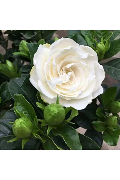 Bloom & Sow Seed نبات الغاردينيا الأبيض الكريمي المزخرف ذو العطر الغني، نبات ...