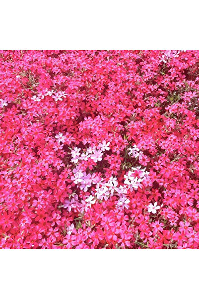 Bloom & Sow Seed Bright Rose Red Moss Phlox Seeds, Hardy Perennial Slope Rock...