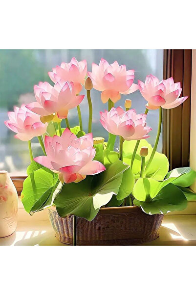Bloom & Sow Seed Mini Pink Nelumbo Seeds, Indoor Windowsill Potted Aquatic Or...