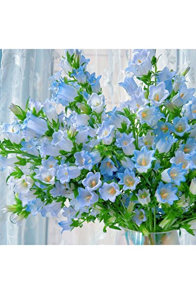 Bloom & Sow Seed Sky Blue Bellflower Seeds, Long Stem Potted Courtyard Cut Fl...