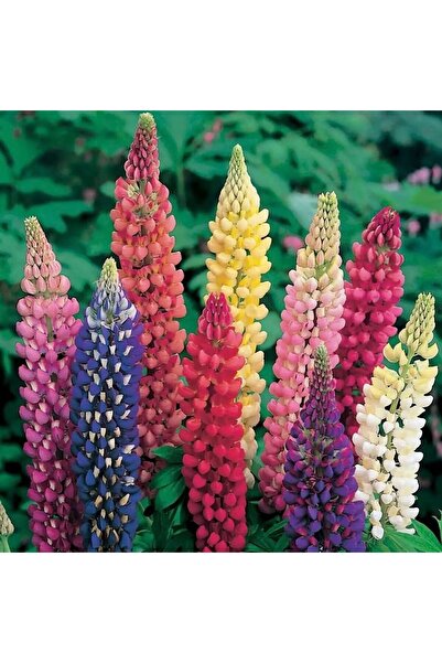 Bloom & Sow Seed Multi-hue Rainbow Lupinus Seeds, Hardy Landscape Border Cut ...