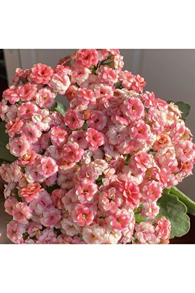 Bloom & Sow Seed بذور نبات الكالانشوي ذات الحواف الوردية ومركزها الأبيض، بذور...